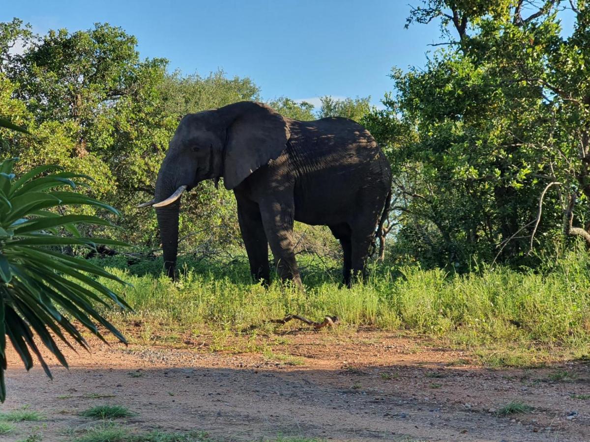Masorini Bush Lodge & Safari Tents 팔라보르와 외부 사진