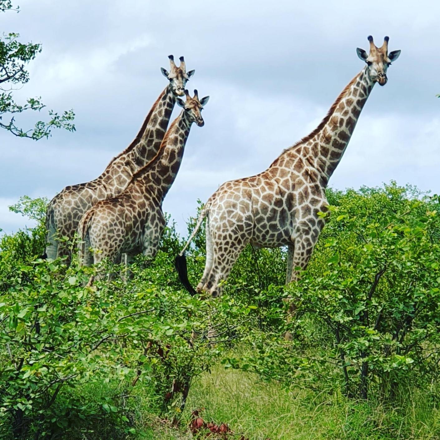 Masorini Bush Lodge & Safari Tents 팔라보르와 외부 사진